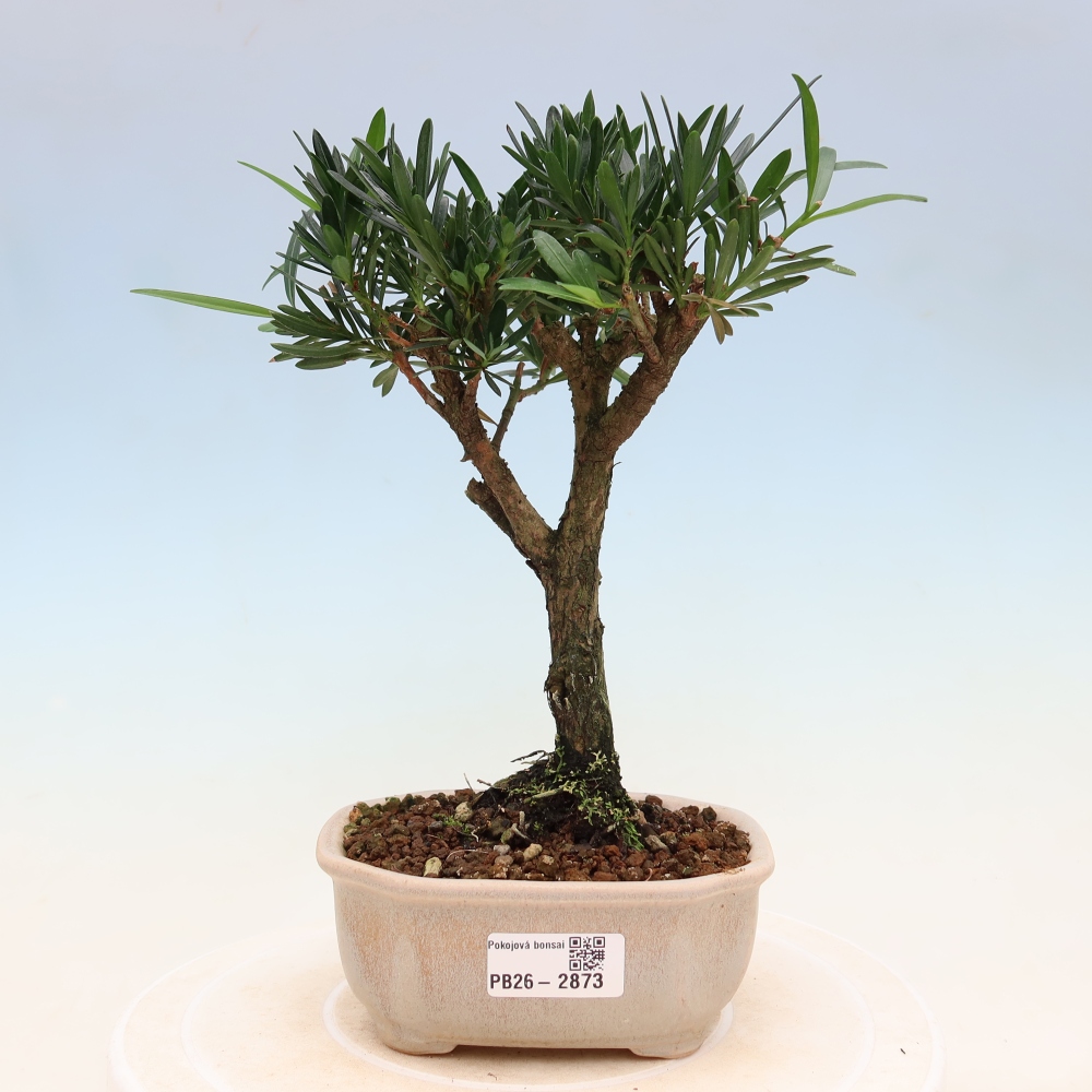 Zimmerbonsai - Podocarpus - Stein-Eibe
