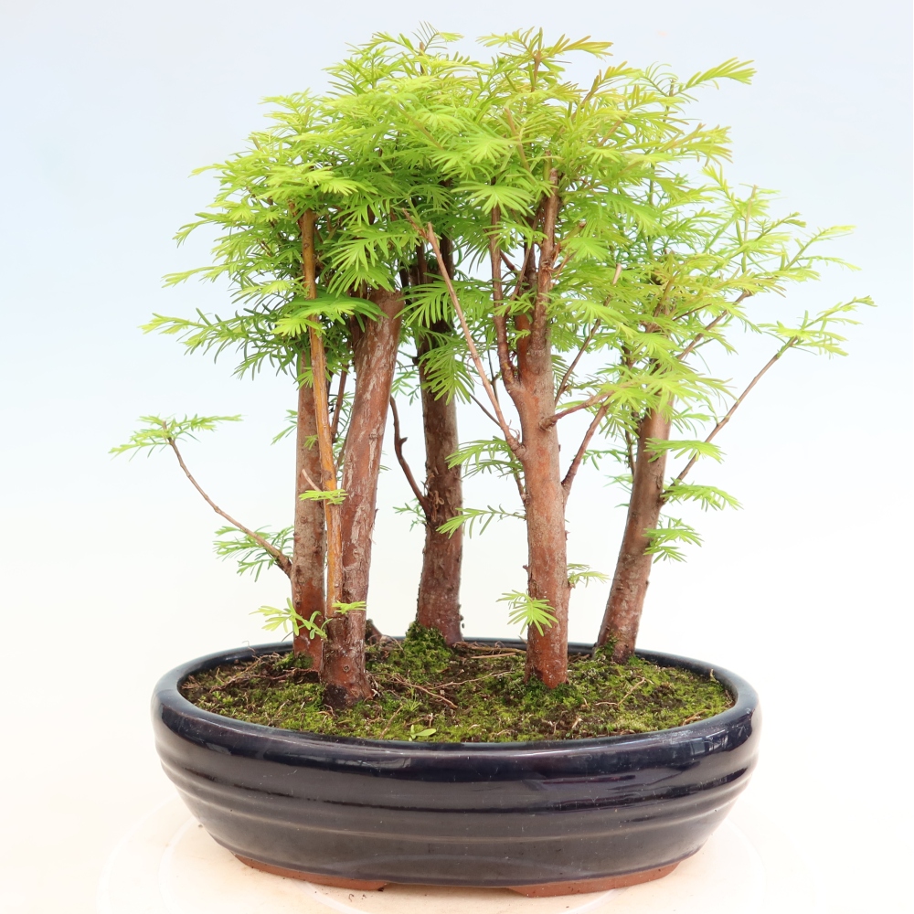 Bonsai für den Außenbereich – Metasequoia glyptostroboides – Chinesische Metasequoia – Wäldchen