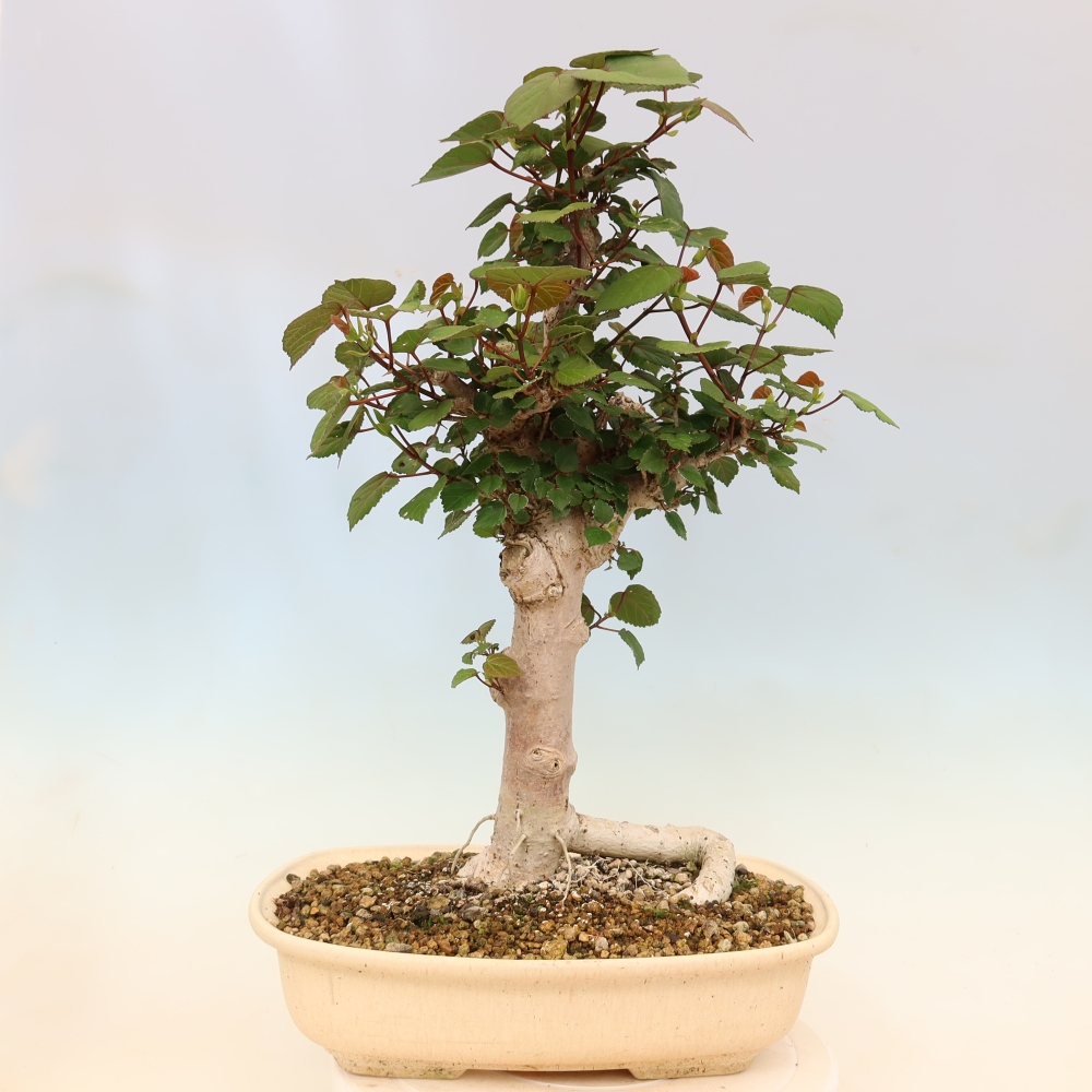 Zimmerbonsai - Hibiscus tiliaceus - Meeres-Hibiskus