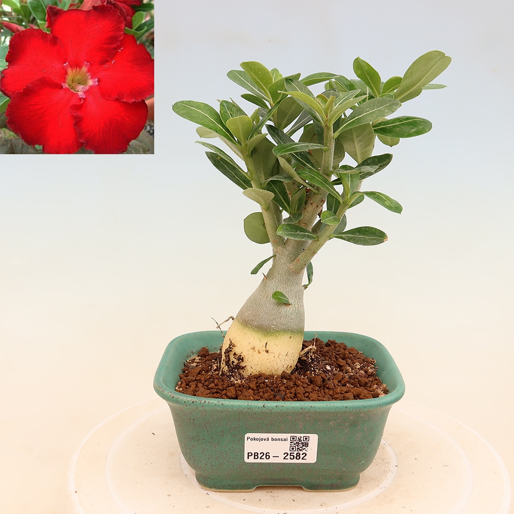 Zimmerbonsai – Adenium obesum „Red Star“ – Wüstenrose