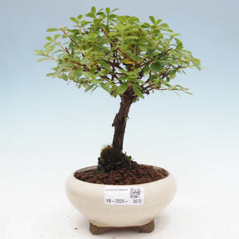 Bonsai für draußen - Escallonia 'Dart's Rosy Red' - Zábluda