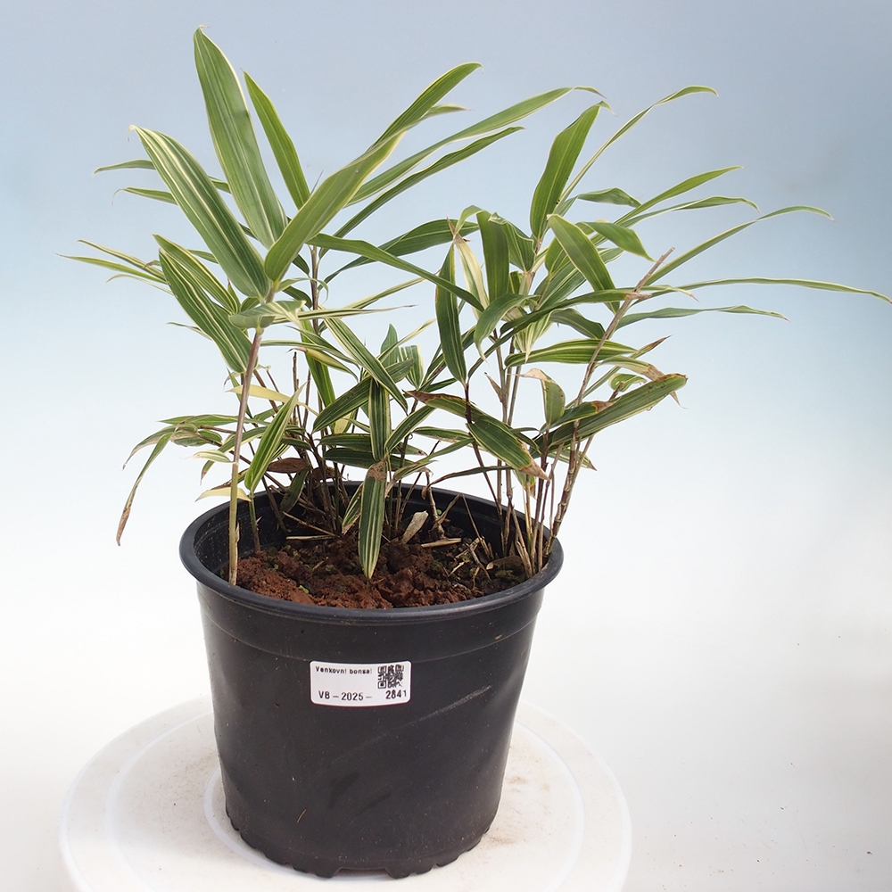 Bonsai für draußen - Sasaella masamuneana Albostriata - Bambus