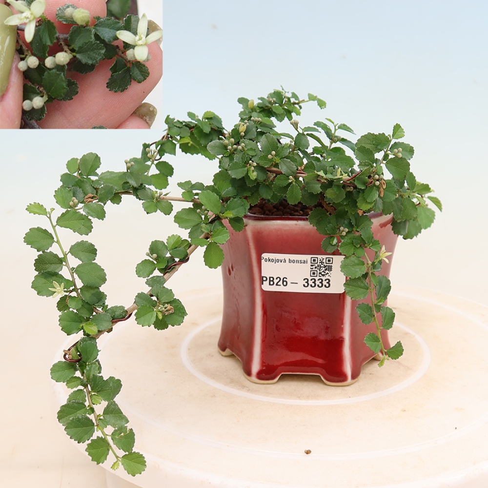Zimmerbonsai - Grewia sp. - Grewia malafolia