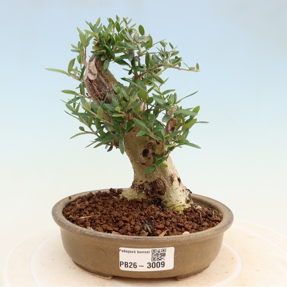 Zimmerbonsai - Olea europaea sylvestris