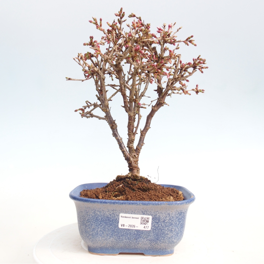 Bonsai für draußen - Prunus incisa Kojou-no mai-Plivon ausgeschnitten