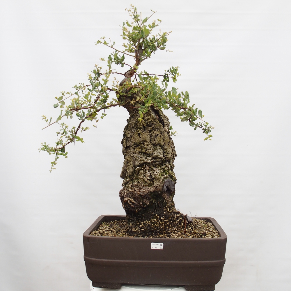 Freiland Bonsai Quercus suber - Korkeiche