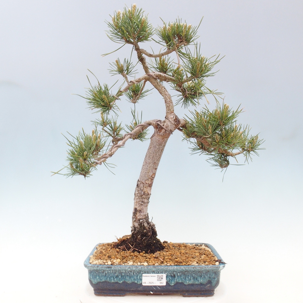 Bonsai für draußen - Pinus Sylvestris Watererri - Waldkiefer