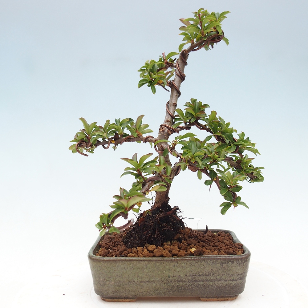 Freiland-Bonsai-Pyracantha Teton -Hlox