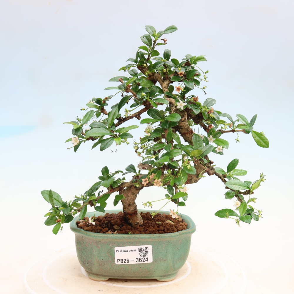 Zimmer-Bonsai - Carmona macrophylla - Tee-Fuki