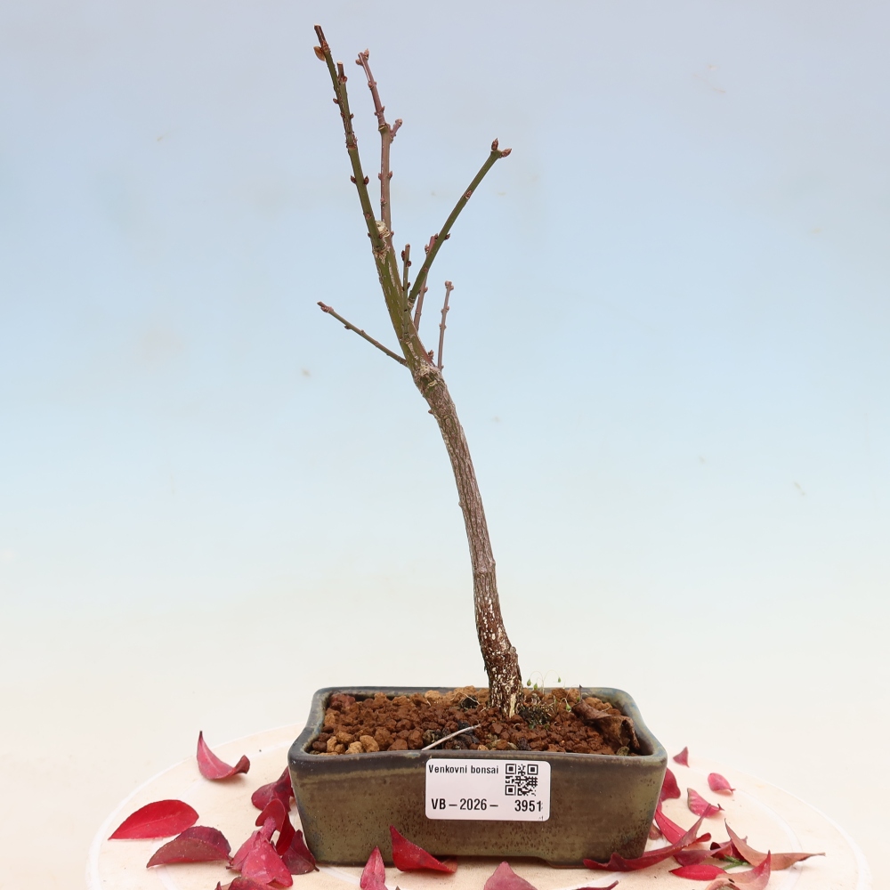 Bonsai für den Außenbereich – Euonymus alatus comactus – Flügel-Spindelstrauch