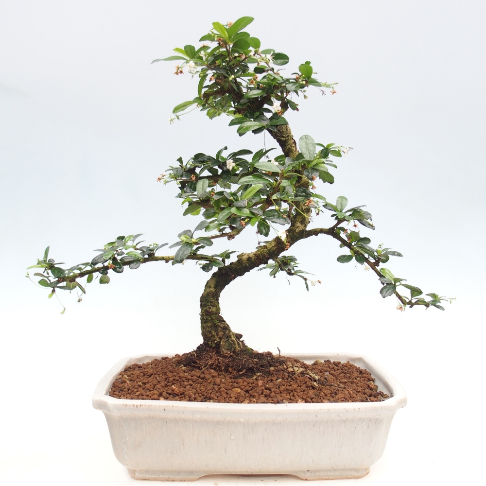 Zimmer-Bonsai - Carmona macrophylla - Tee-Fuki