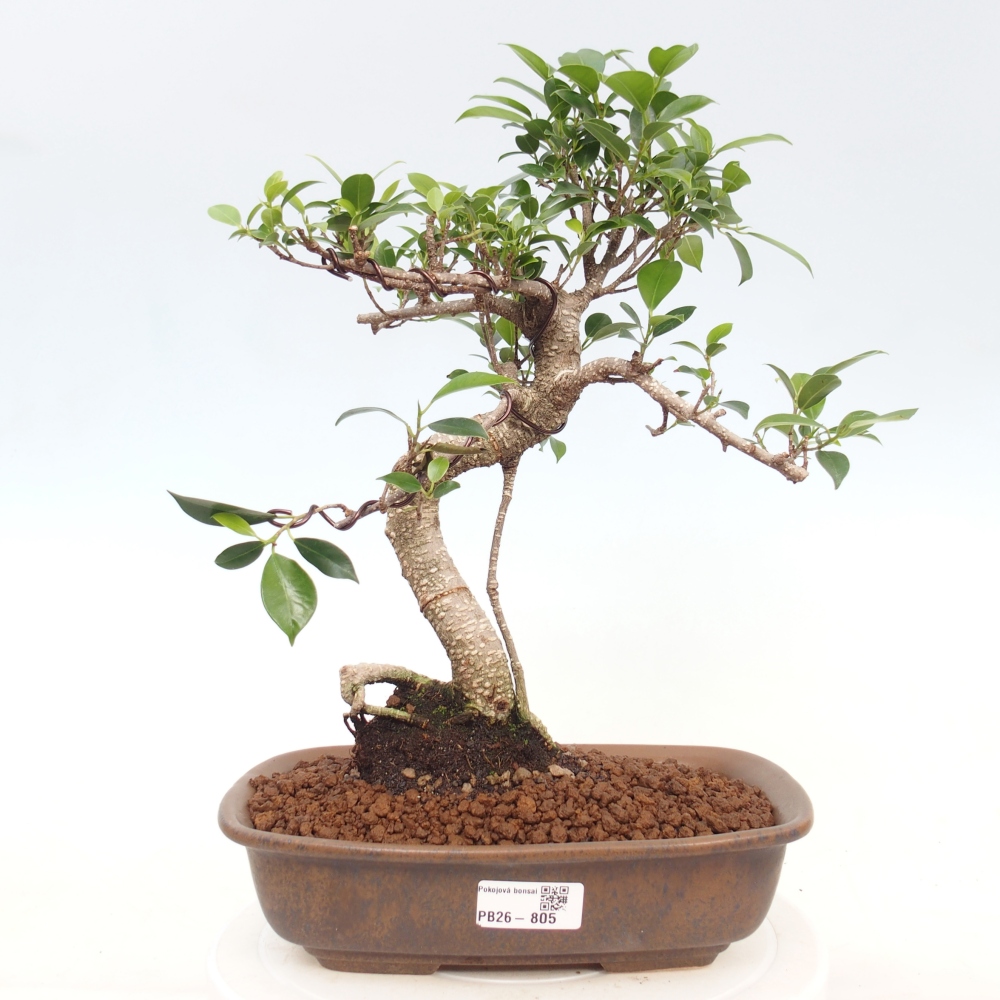 Zimmerbonsai - Ficus kimmen - Kleinblättriger Ficus