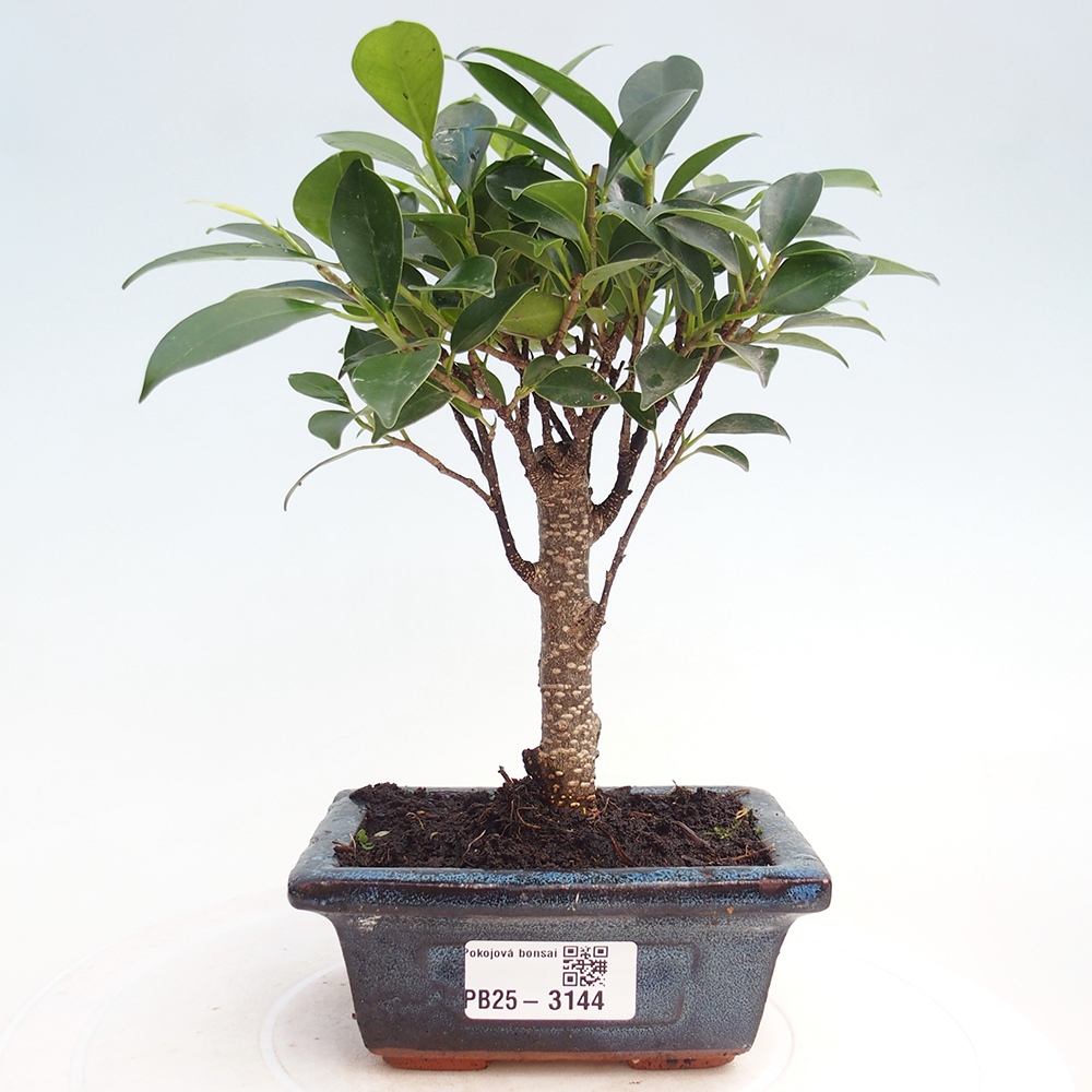 Zimmer Bonsai Ficus retusa kimmen