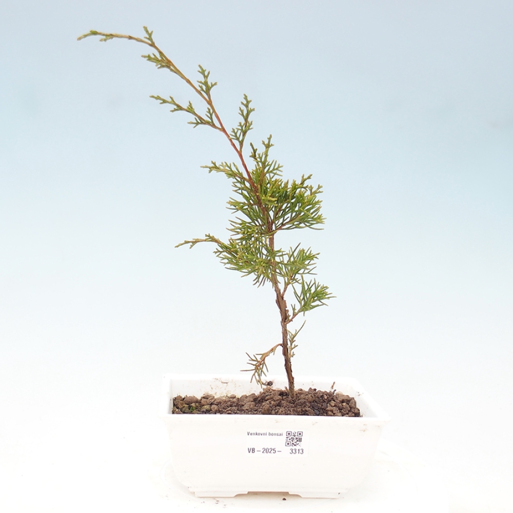 Bonsai für draußen - Juniperus chinensis Itoigawa