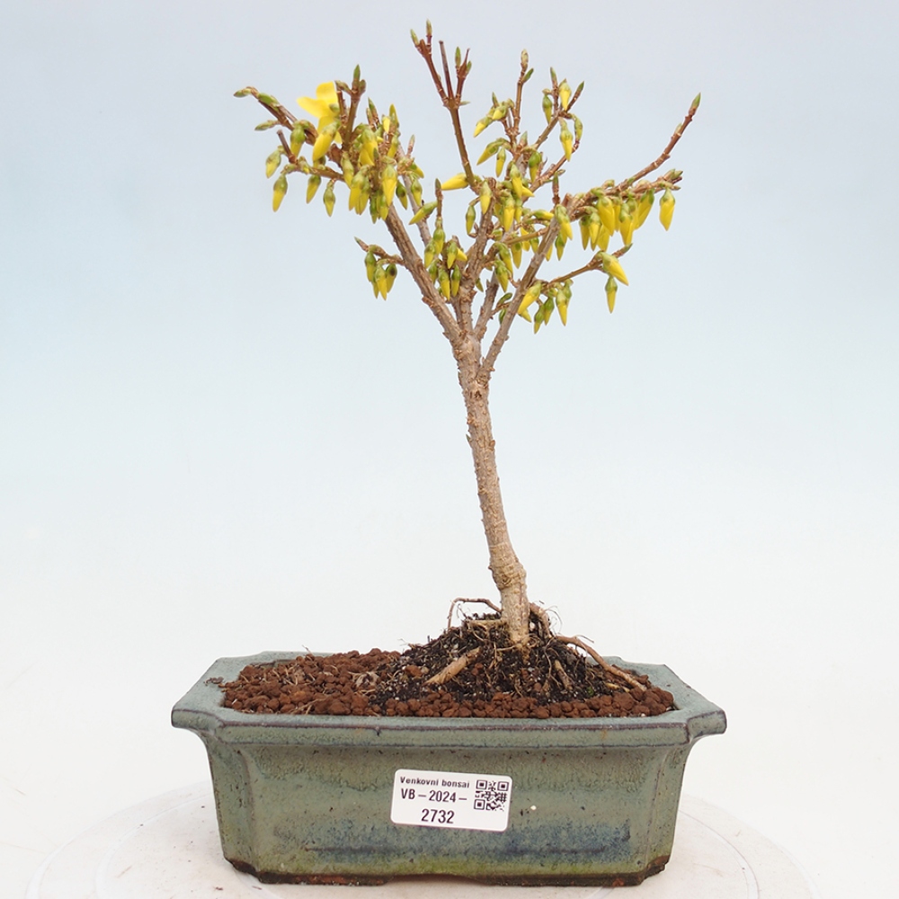 Bonsai für draußen - Zlatice - Forsythia intermedia