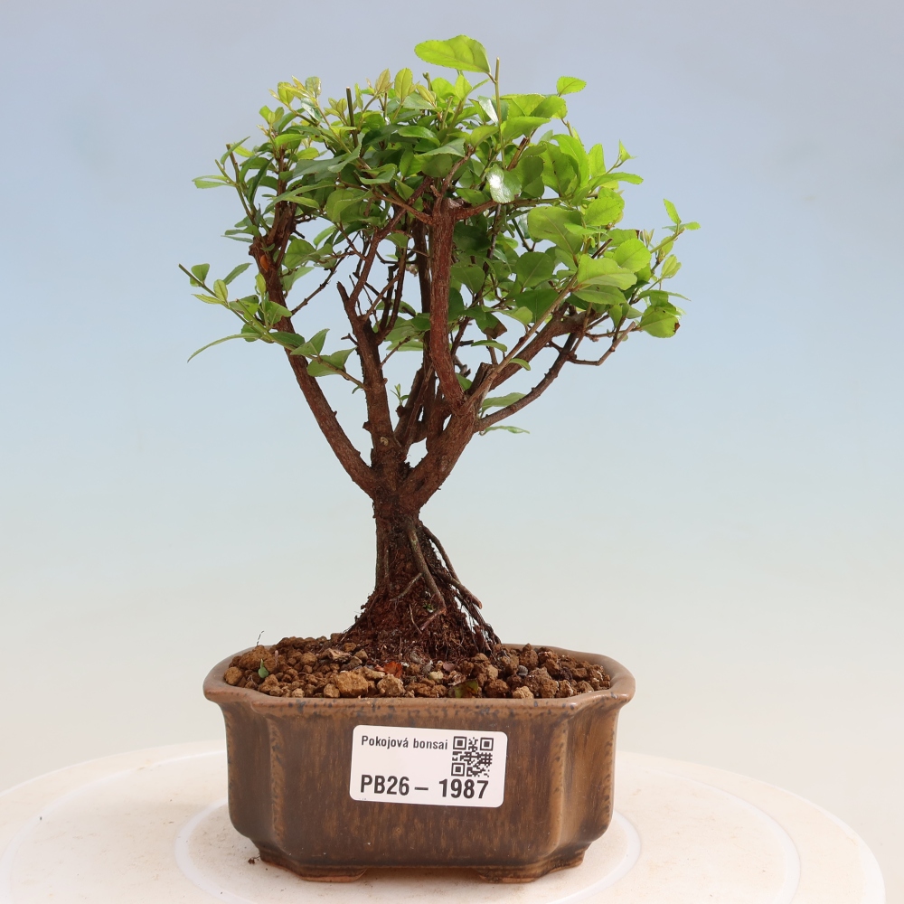 Zimmer Bonsai - Sageretia thea - Sageretia thea