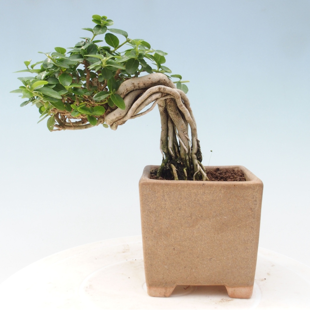 Zimmerbonsai - Premna serratifolia - Kozlovna malolista