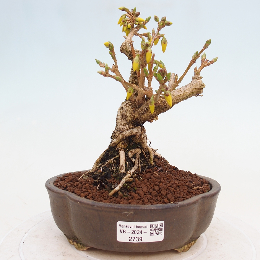 Bonsai für draußen - Zlatice - Forsythia intermedia