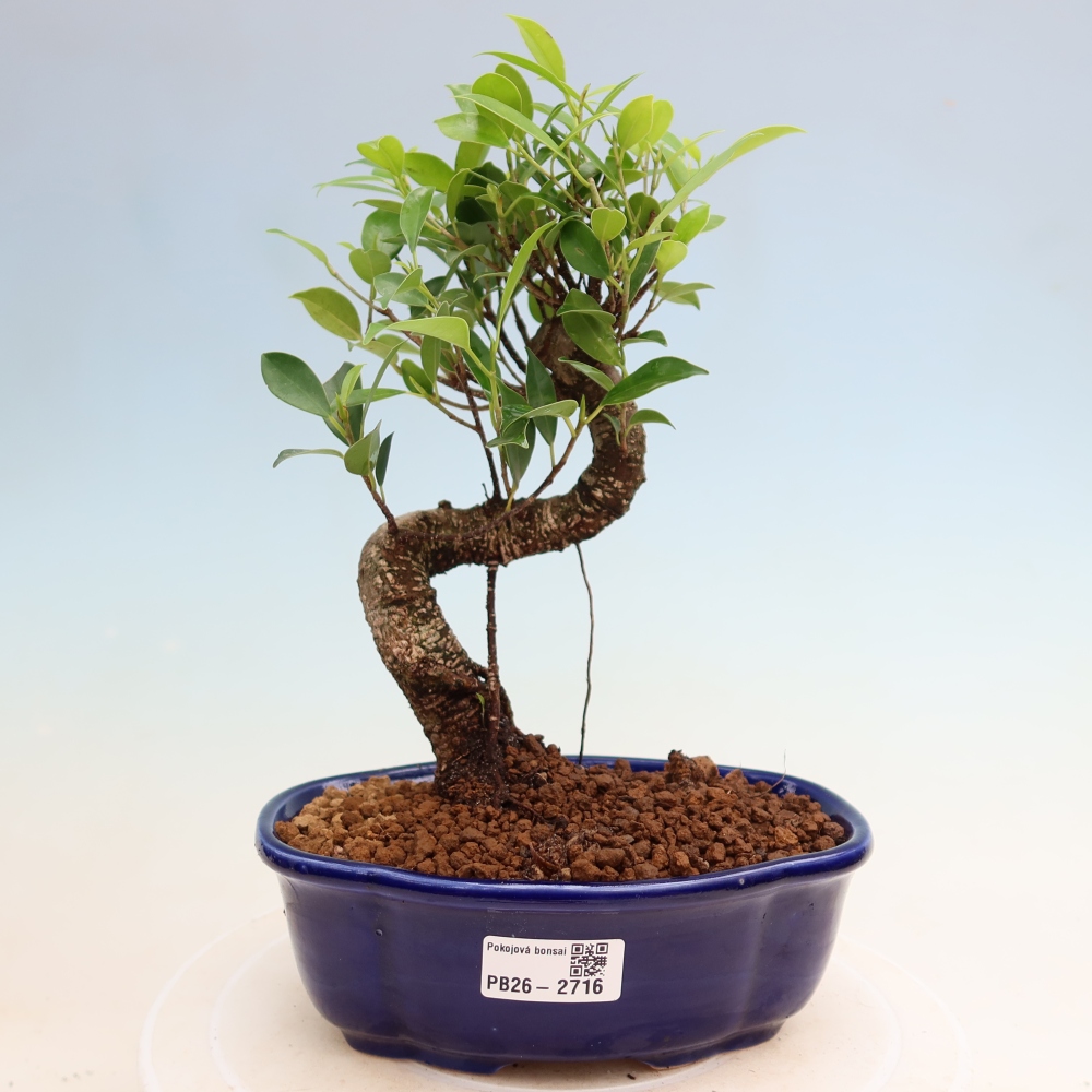 Zimmerbonsai - Ficus kimmen - Kleinblättriger Ficus