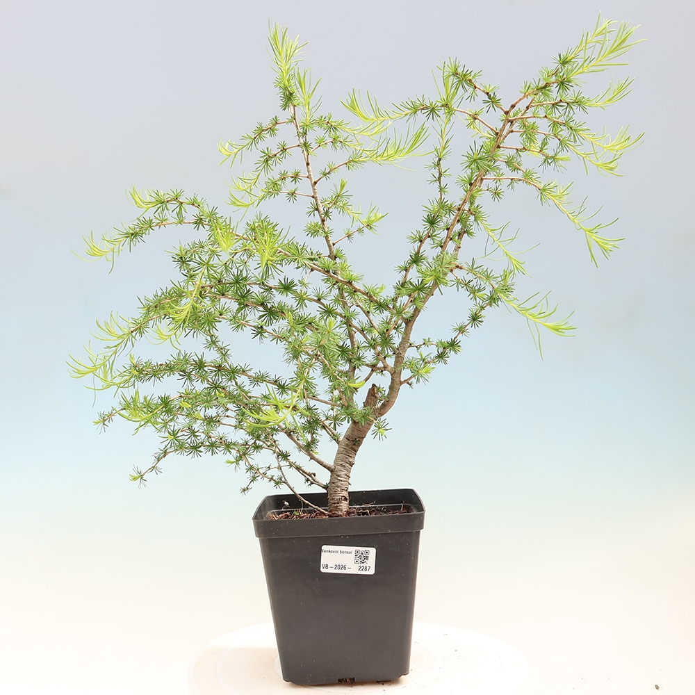 Bonsai für draußen -Larix decidua - Lärche