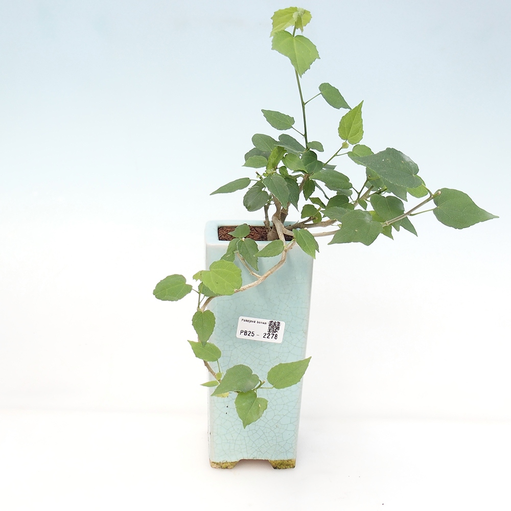 Zimmerbonsai - Malvaviscus arboreus