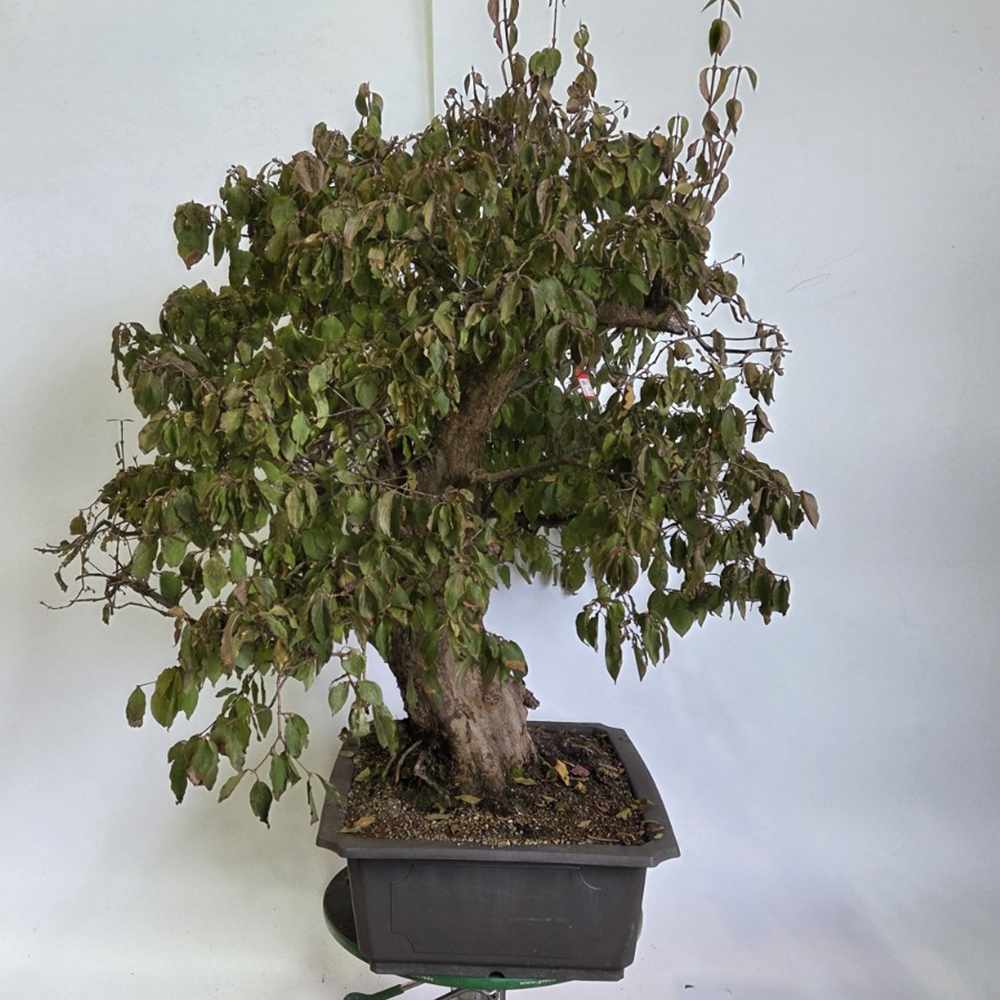 Bonsai Hartriegel für draußen - Cornus Mas