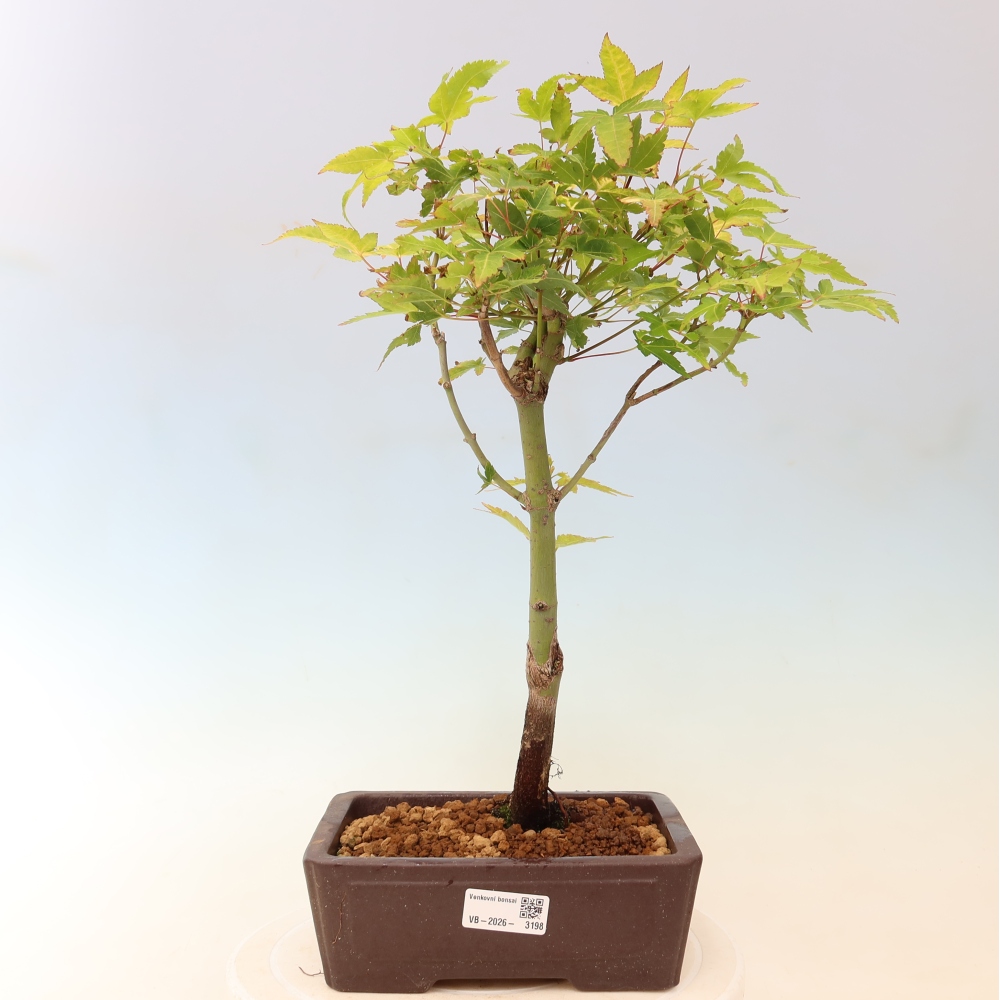 Acer palmatum Aureum - Goldahorn