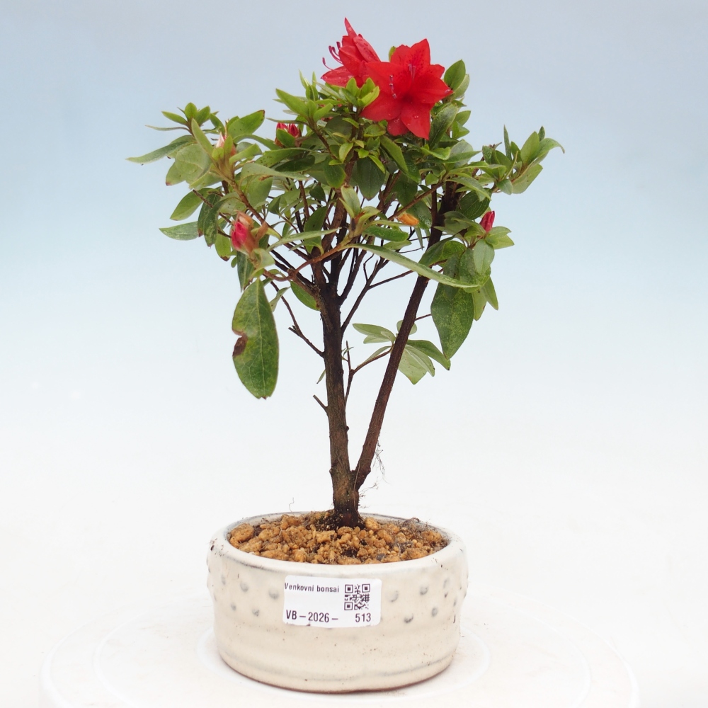 Bonsai für draußen - Japanische Azalee - Azalea sp.