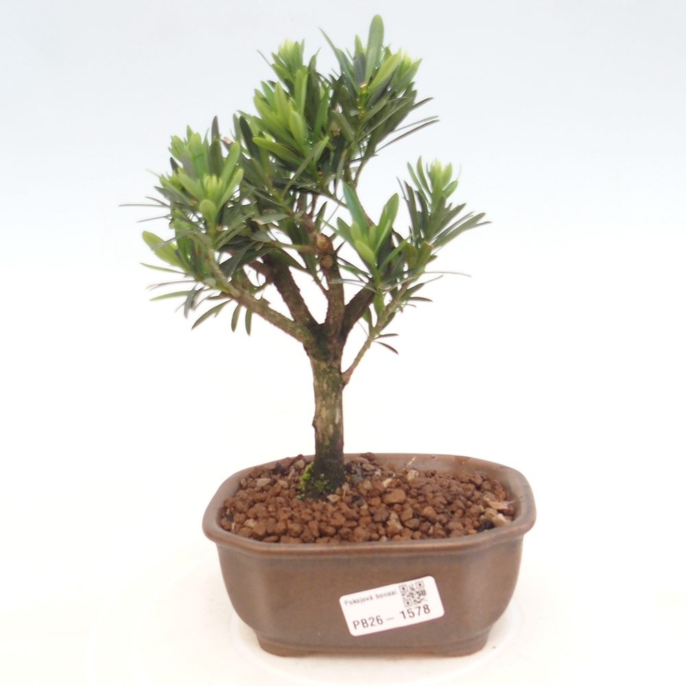 Zimmerbonsai - Podocarpus - Stein-Eibe