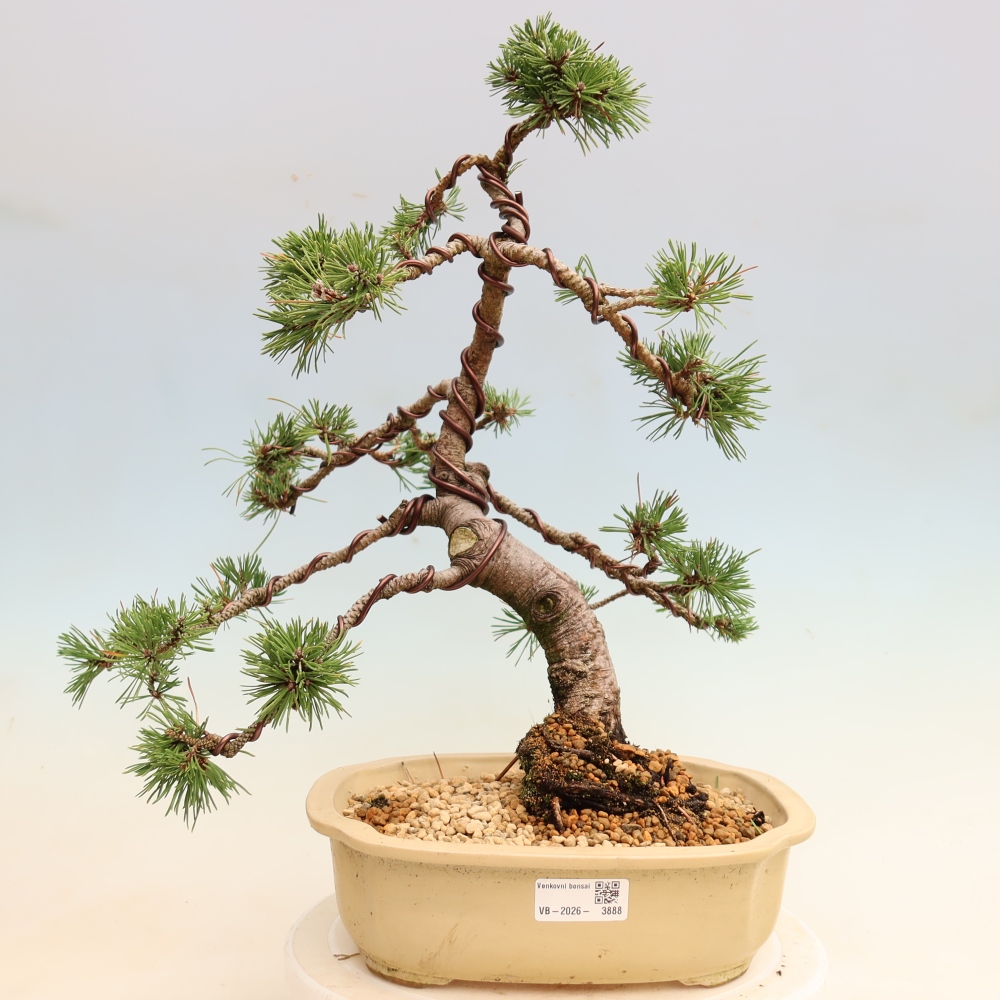 Bonsai für den Außenbereich – Pinus mugo Humpy – Zwergkiefer