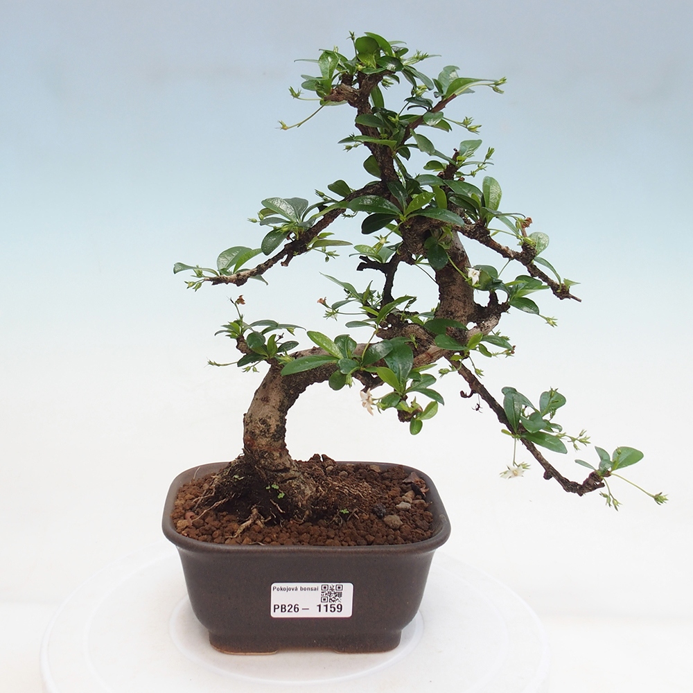 Zimmer-Bonsai - Carmona macrophylla - Tee-Fuki