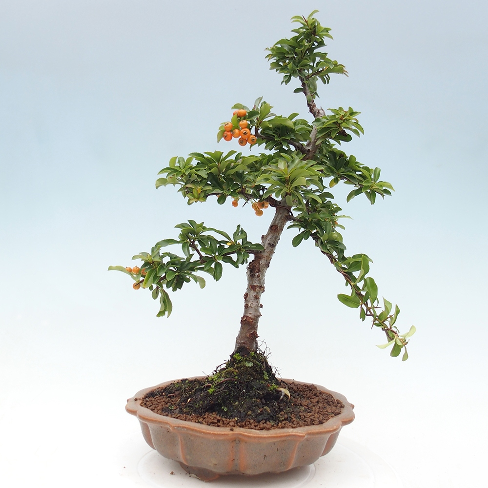 Freiland-Bonsai-Pyracantha Teton -Hlox