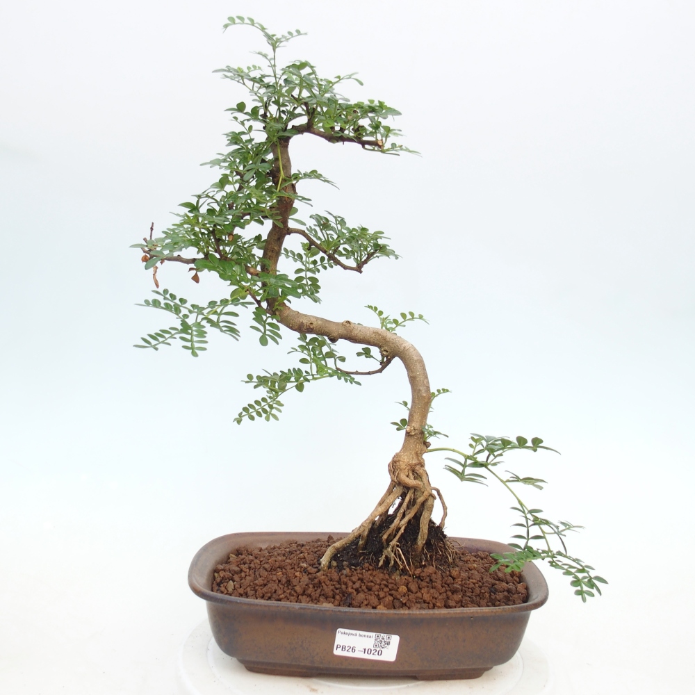 Zimmer Bonsai - Zantoxylum piperitum - Pfefferbaum