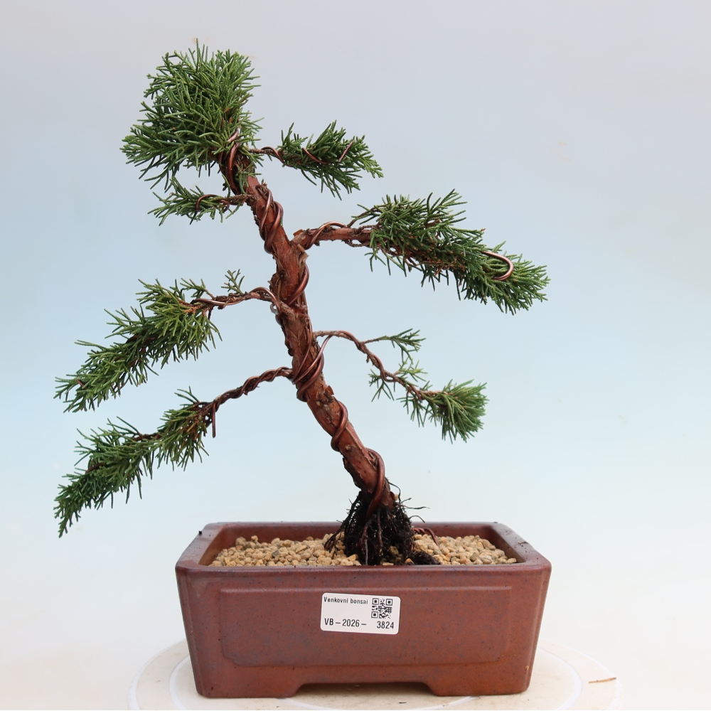 Bonsai für draußen - Juniperus chinensis Kishu