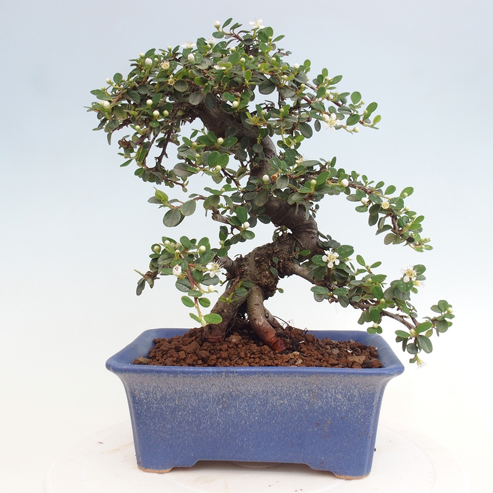 Freiland-Bonsai-Cotoneaster dammeri - Damer's Rock