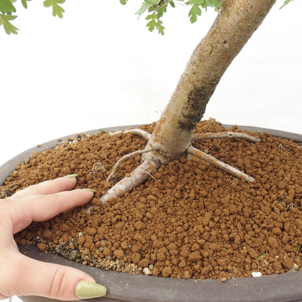 Bonsai für draußen - Weißdorn - Crataegus monogyna