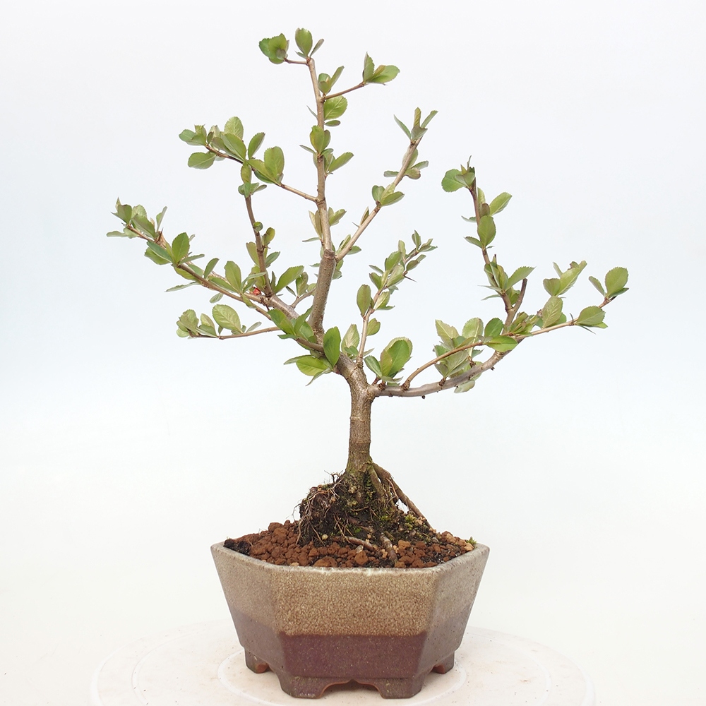 Bonsai für draußen - Chaneomeles sup. Nicoline - Quitte