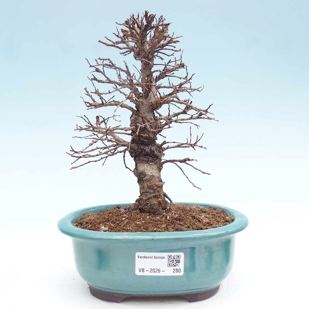 Bonsai für draußen - Zelkova - Zelkova NIRE