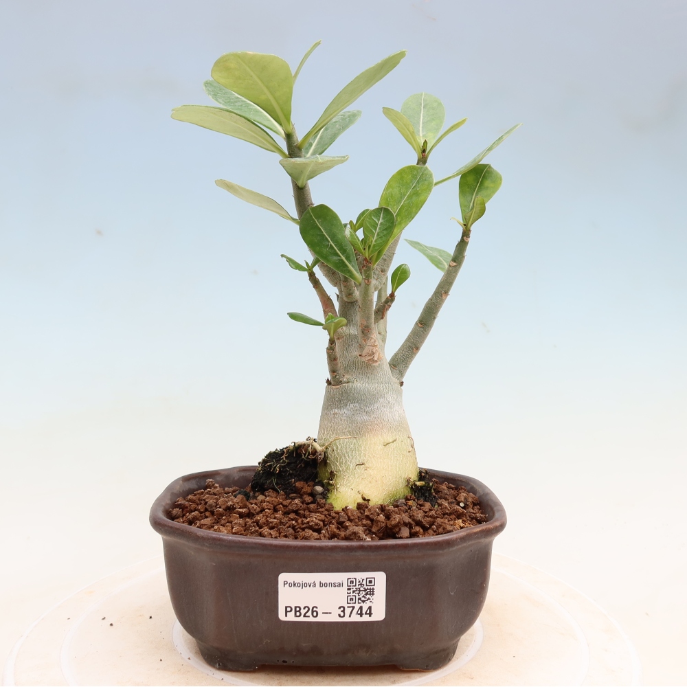 Zimmerbonsai – Adenium obesum „Red Star“ – Wüstenrose