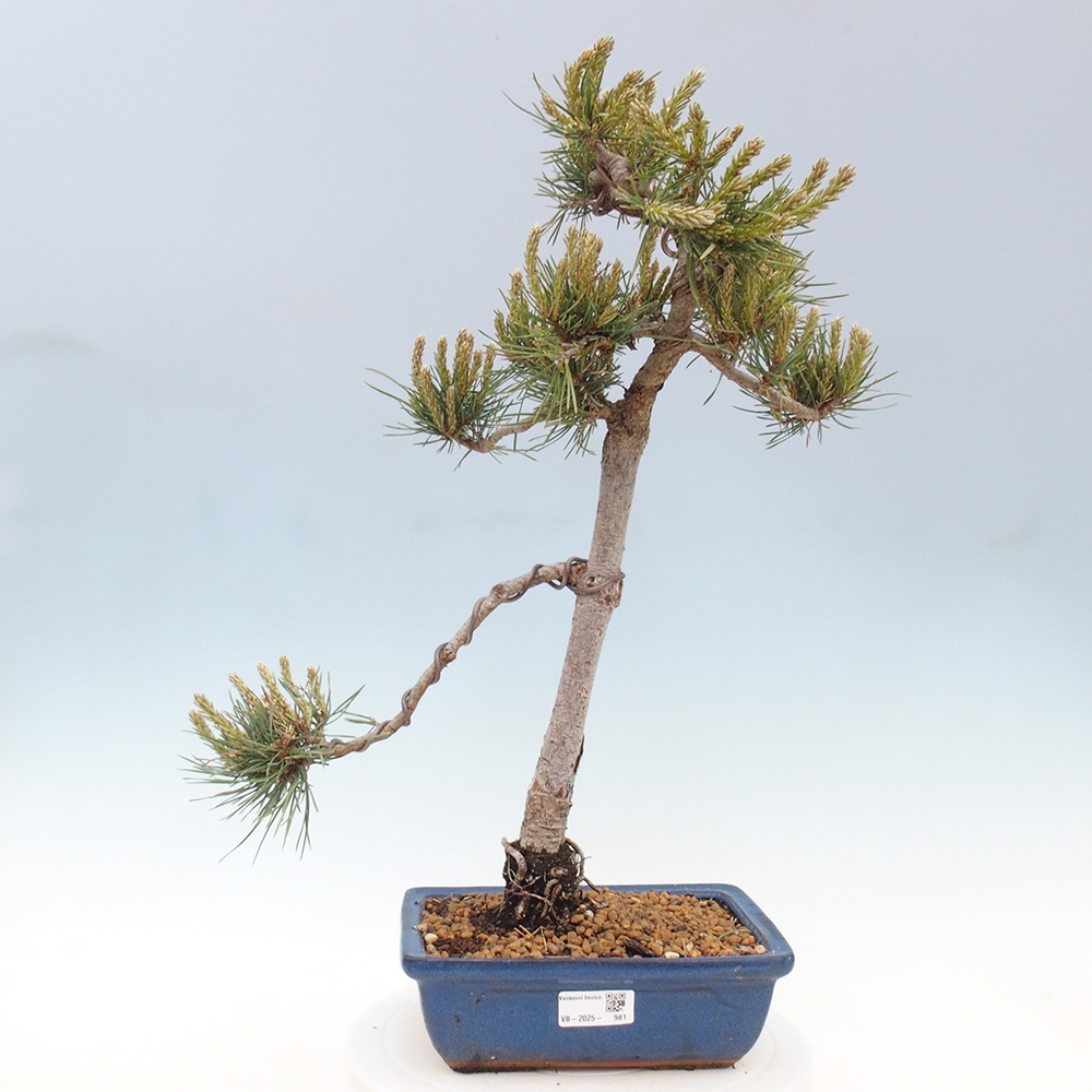Bonsai für draußen - Pinus Sylvestris Watererri - Waldkiefer