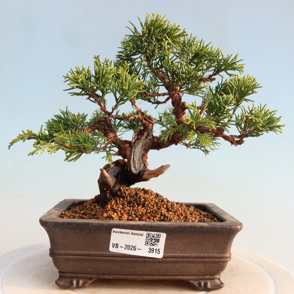 Bonsai für draußen - Juniperus chinensis Itoigawa