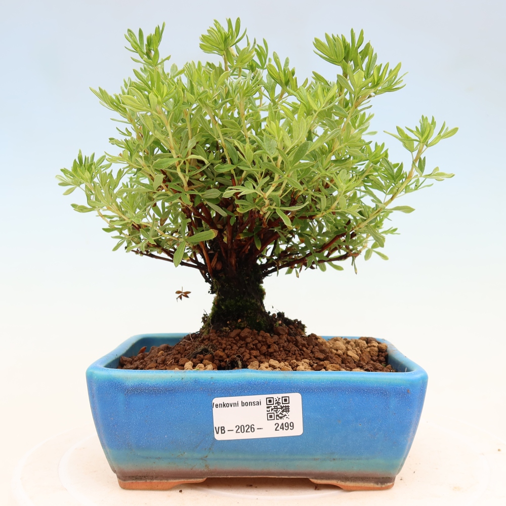 Bonsai für draußen - Potentila fruticosa
