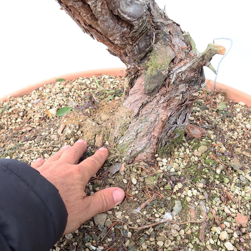 Pinus sylvestris Spanien – Waldkiefer