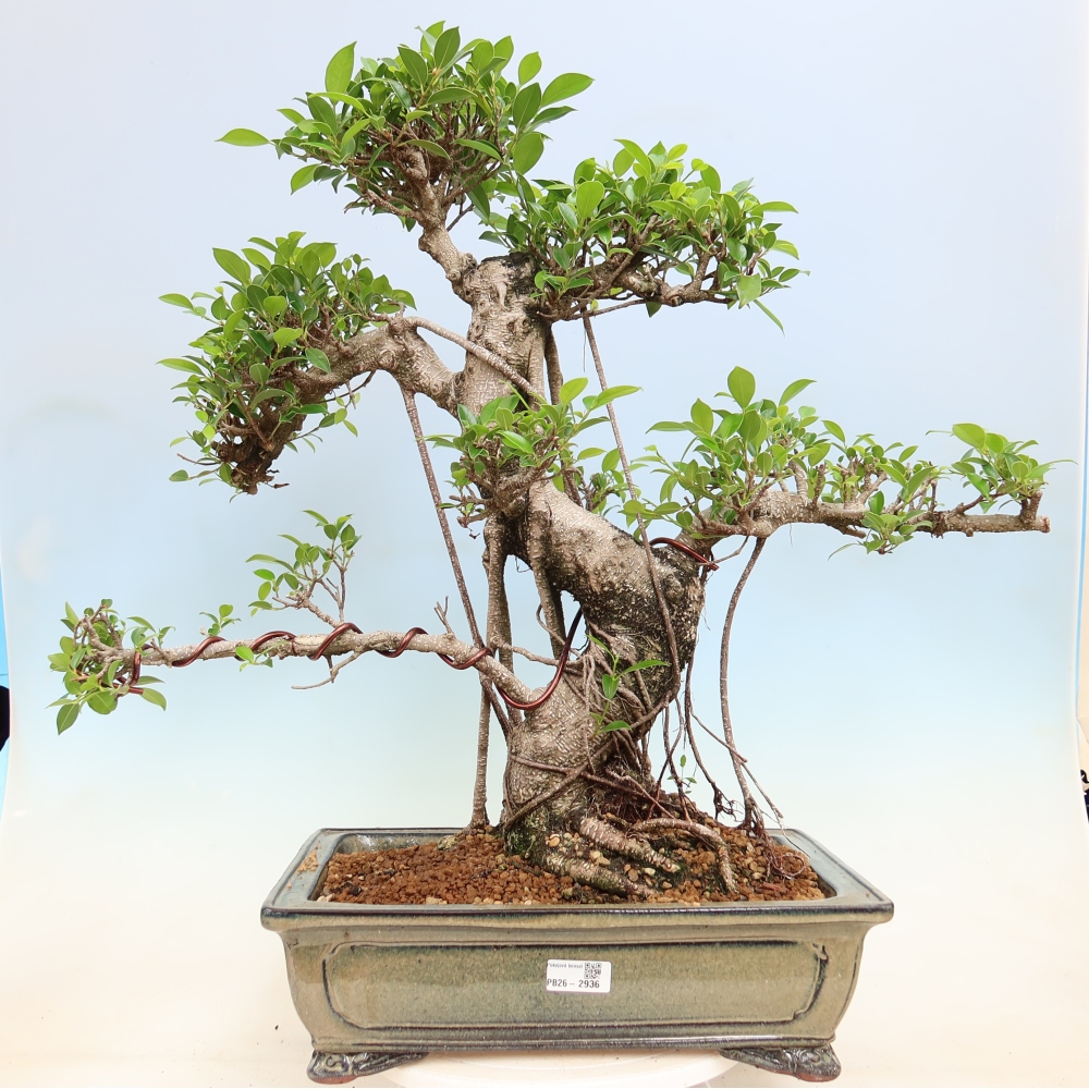 Zimmerbonsai - Ficus kimmen - Kleinblättriger Ficus
