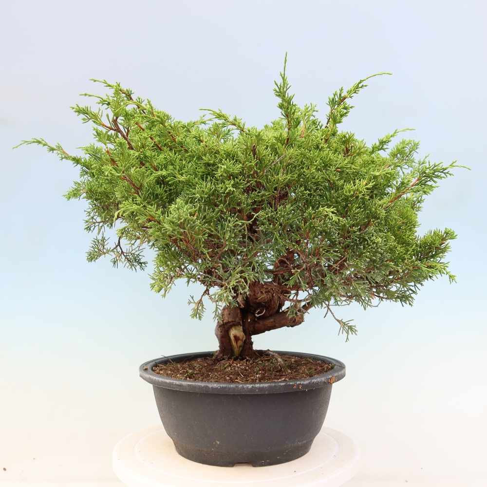 Bonsai für draußen - Juniperus chinensis Itoigawa-Juniperus chinensis