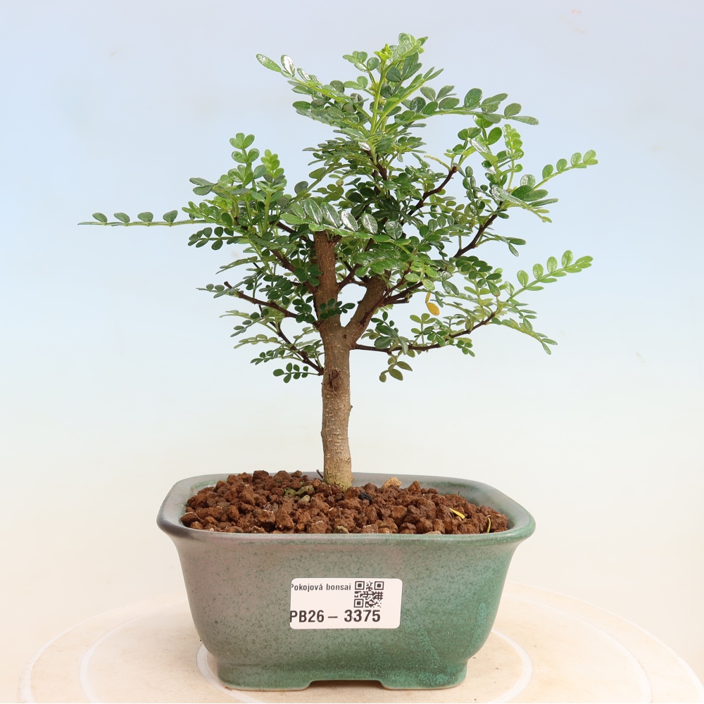 Zimmer Bonsai - Zantoxylum piperitum - Pfefferbaum