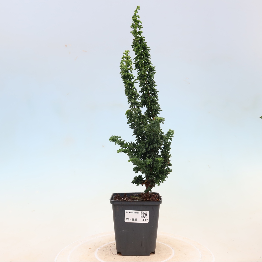 Bonsai für draußen - Cham. obtusa SEKKA HINOKI - Zypresse