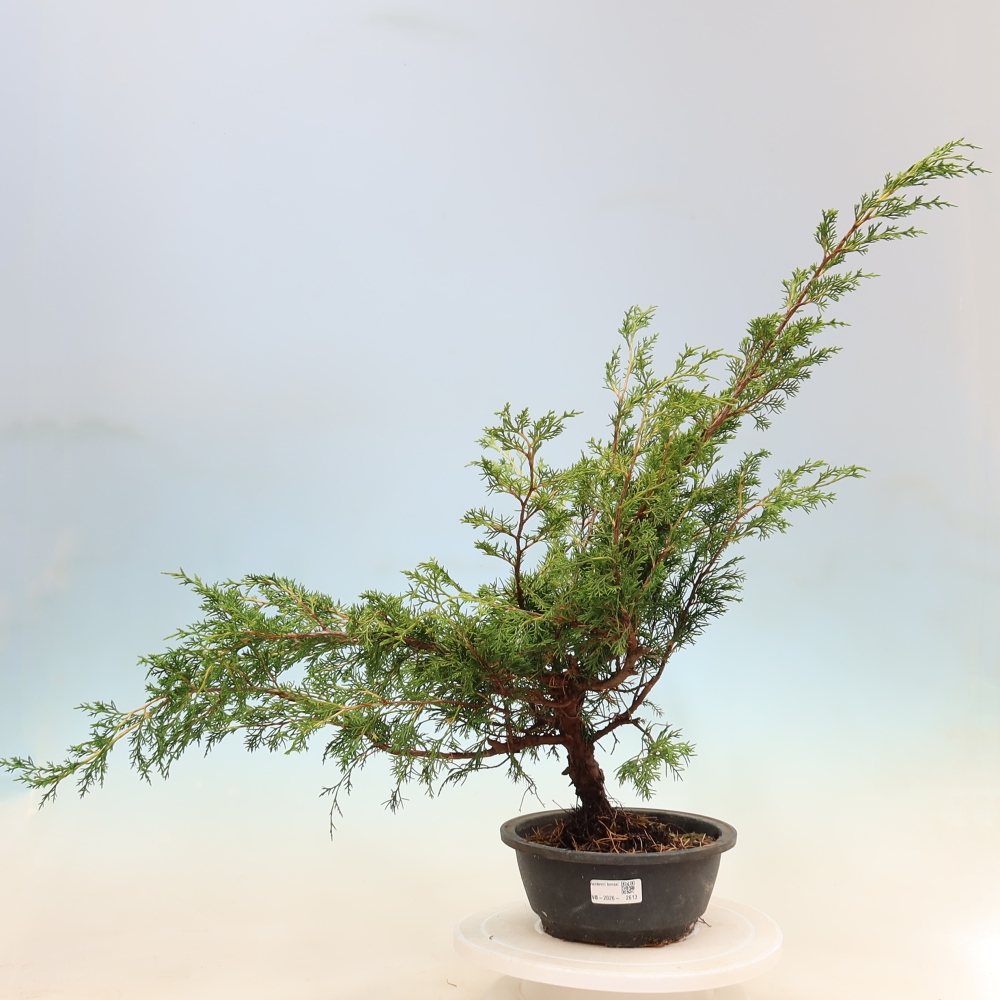 Bonsai für draußen - Juniperus chinensis Itoigawa