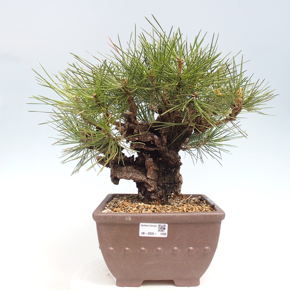Bonsai für draußen - Pinus thunbergii - Thunberg-Kiefer