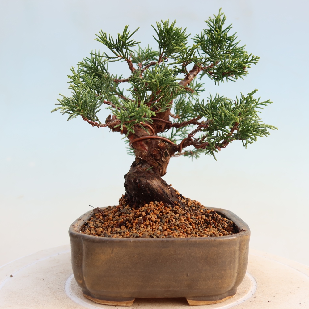 Bonsai für draußen - Juniperus chinensis Itoigawa